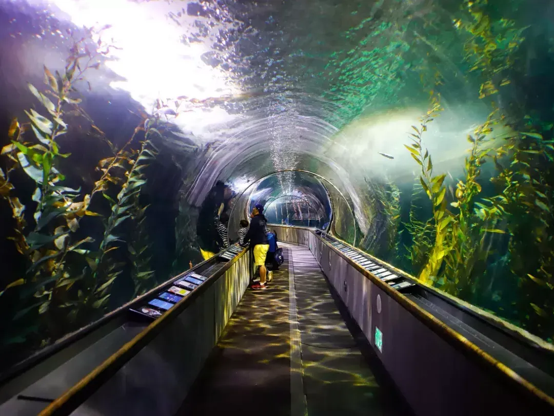 一个家庭在海湾水族馆的隧道里观看海洋生物。